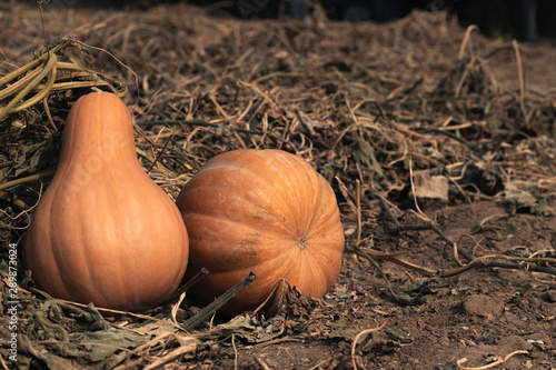 Wallpaper Mural Autumn. Harvesting in the farm. Ripe pumpkins are in the garden. Dried grass Torontodigital.ca