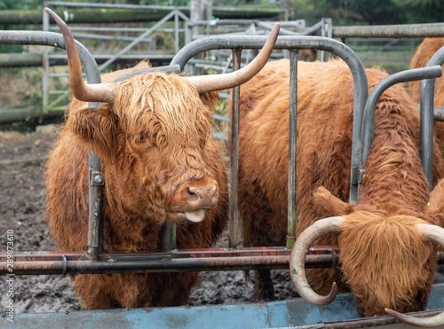 A close up photo of Highland Cows being fed 