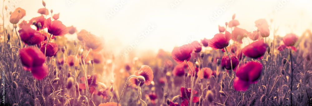 Poppy flower, wild red poppy flower in meadow - obrazy, fototapety, plakaty 