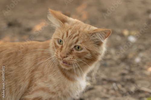 Angry red ginger cat shows teeth. Dissatisfied pet. Meows and growls. Farm Life Village
