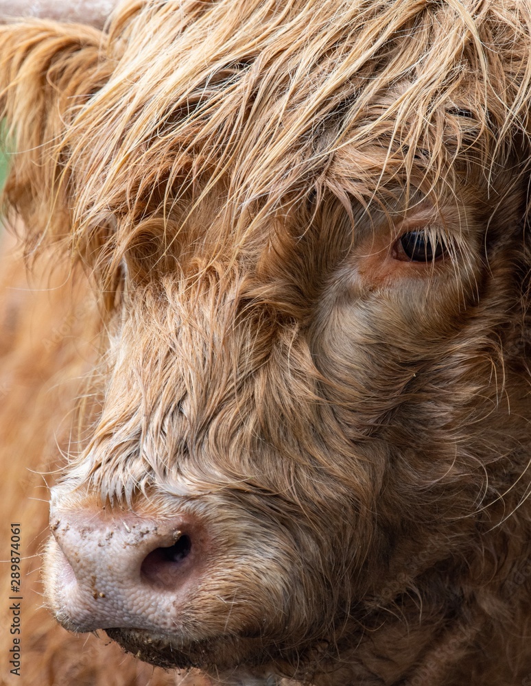 A close up photo of a Highland Cow in a field 