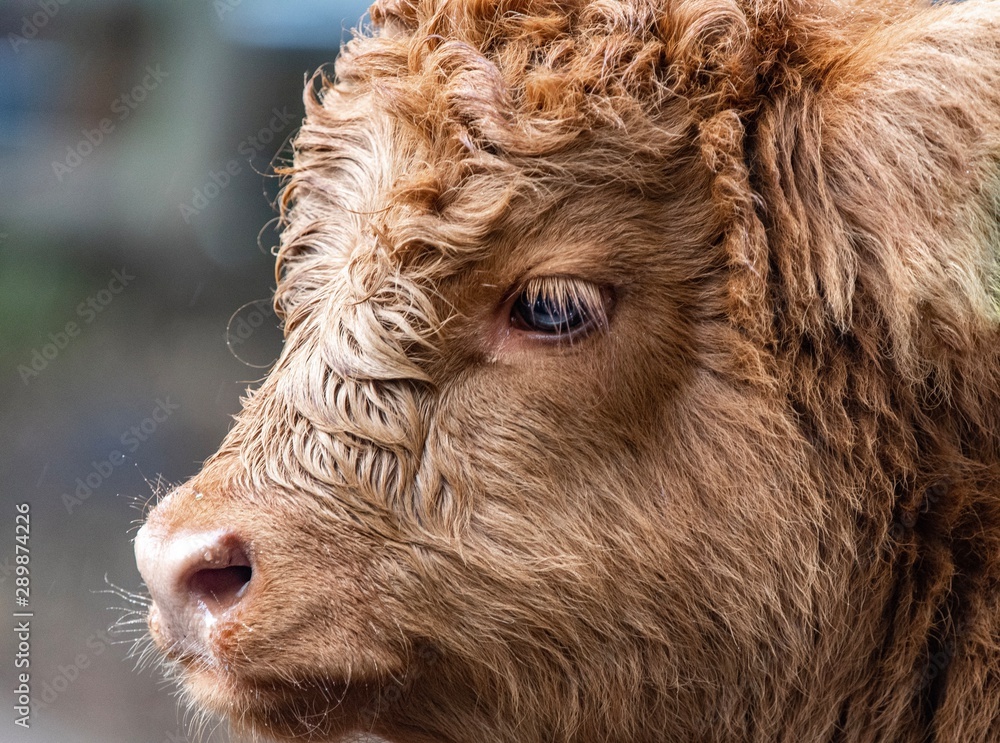 Fototapeta premium A close up photo of a Highland Cow in a field