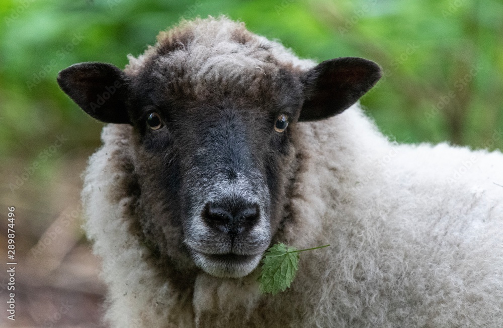 A close up photo of a Sheep in a field A close up photo of a Sheep in a field