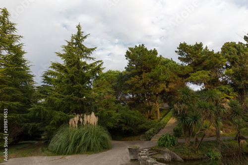 landscape with conifers