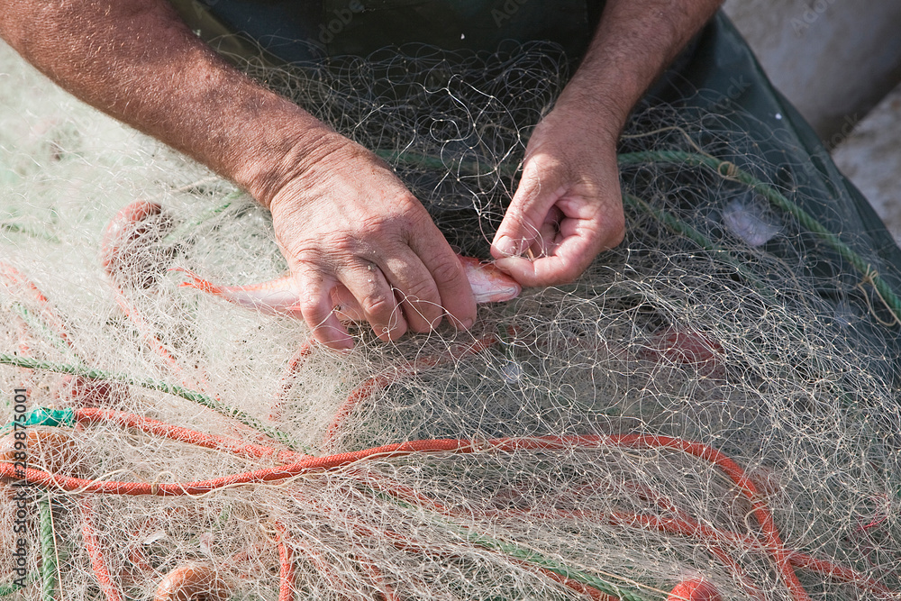 Sailor taking a fish of their fishing nets in the port of Estepona, province of malaga, Spain Sailor taking a fish of their fishing nets in the port of Estepona, province of malaga, Spain