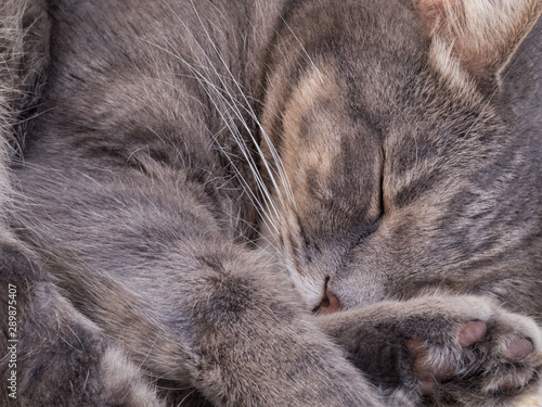  Gray hair cat dreamily asleep sleeping lounging, close-up. Flair, bushy.