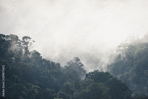 The Trees with fog after raining on the hill in tropical rain forest of Hala Bala wildlife sanctuary. Yala  Thailand.