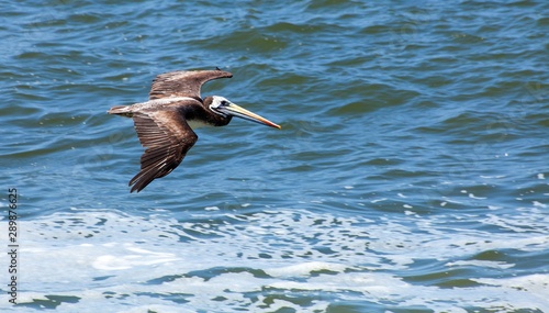 pelican flying bird on blue sea background
