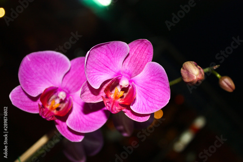 flower Orchid in thailand
