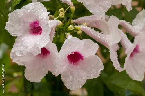 Pandorea jasminoides, woody climber with dark green pinnate leaves and white trumpet shaped flowers with pink center. Drops of rain.