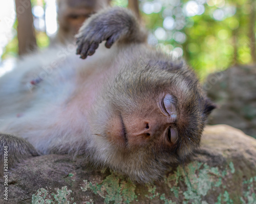 sleeping monkey