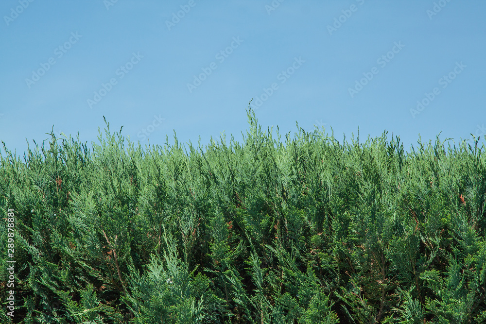 chamaecyparis lawsoniana ona blue background chamaecyparis lawsoniana ona blue background