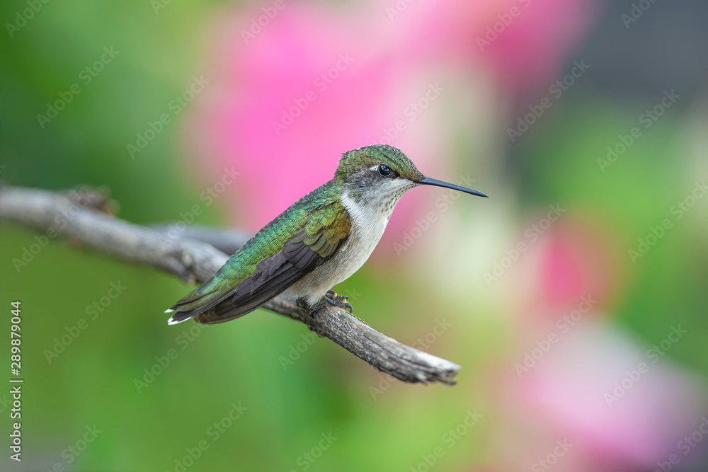 Fototapeta premium She Likes the Flowers