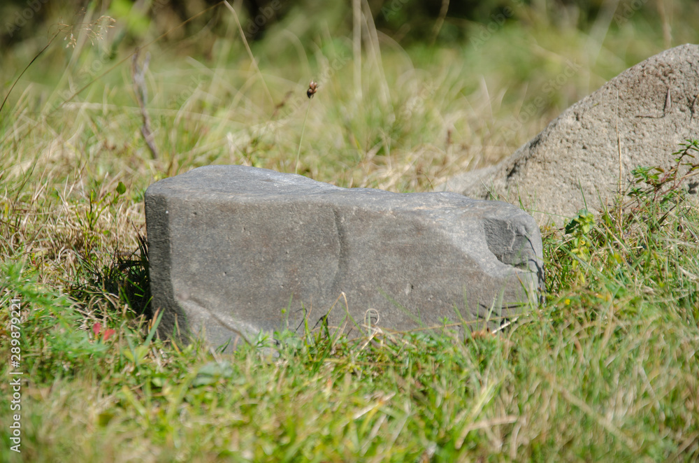 Fototapeta premium nature