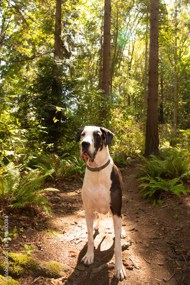 Concerned emotion harlequin great dane dog on standing on forest trail.