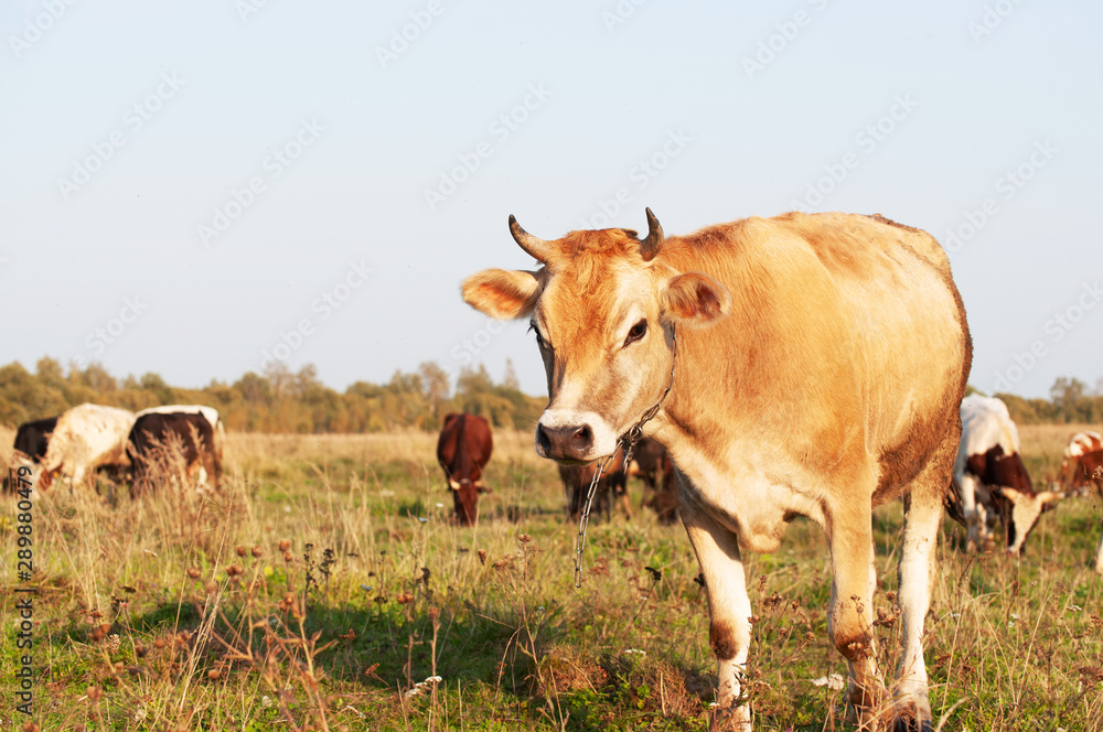 a herd of cows eating grass in a meadow on a summer day