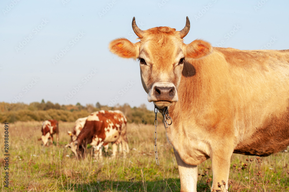 a herd of cows eating grass in a meadow on a summer day