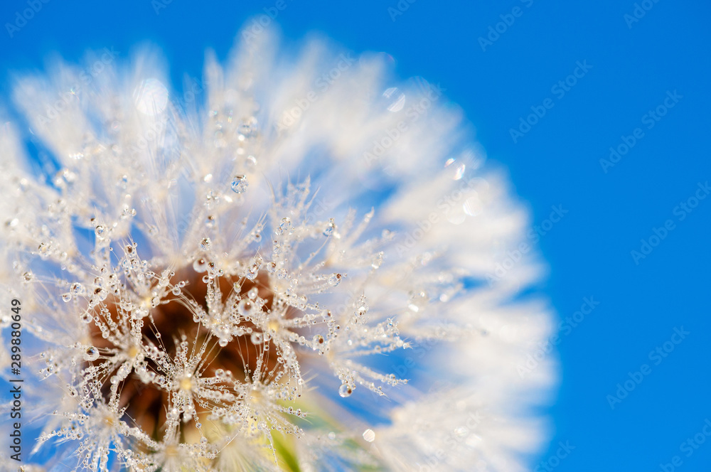 Obraz premium dew drops on dandelion early morning macro
