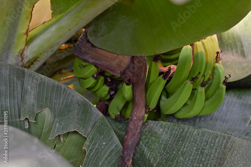 banana