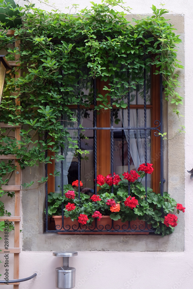 Window with flower-box in Rothenburg ob der Tauber, Middle Franconia, Bavaria, Germany