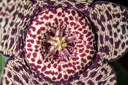 Close up of the flower of the succulence of Stapelia pulchellus photo