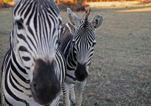 Two zebras in nature safari at the Brijuni National park  Croatia