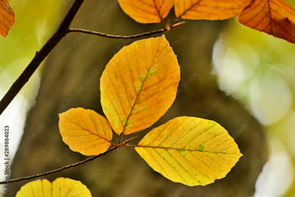 Autumn leaves. Autumn leaves.