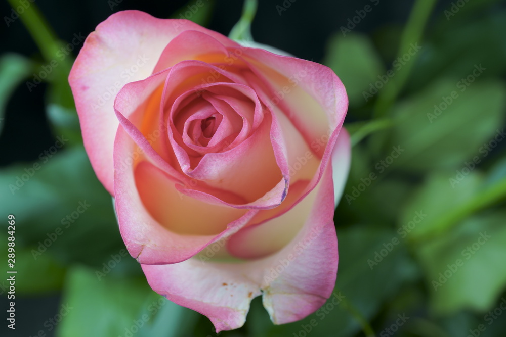 Close up view of a beautiful rose. Macro image of beautiful rose on dark background Close up view of a beautiful rose. Macro image of beautiful rose on dark background