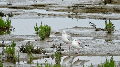 Foto Wattenmeer, Watt, Küstenlandschaft an der Nordsee