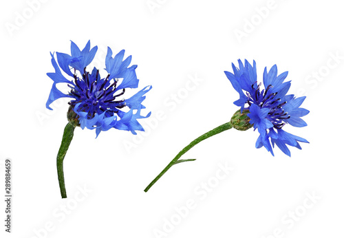 Set of blue knapweed flowers