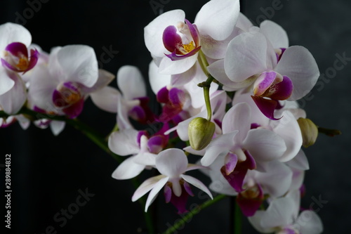 macro view of a beautiful white orchid on dark background. phalaenopsis orchid