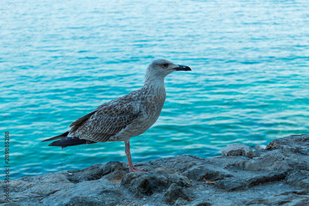 Big bird on a background of the sea landscape. Turquoise water. Close-up. Blurred background. Krk, island of Krk, Croatia. Big bird on a background of the sea landscape. Turquoise water. Close-up. Blurred background. Krk, island of Krk, Croatia.