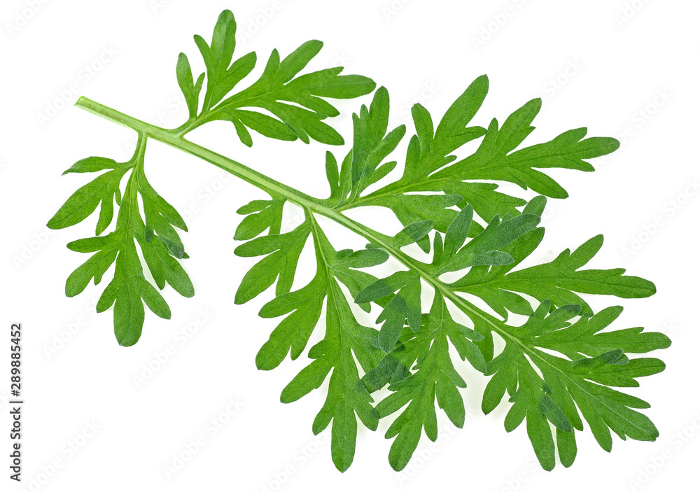 Artemisia, mugwort - Sprig of medicinal wormwood on a white background. Artemisia, mugwort - Sprig of medicinal wormwood on a white background.