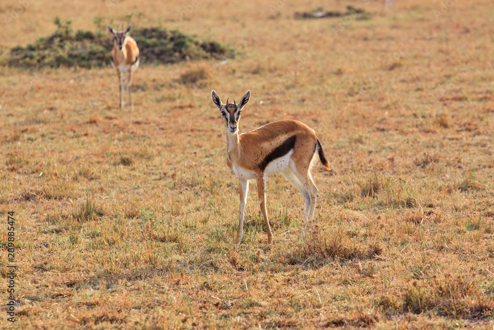 Impala in the Masai Mara National Park, Kenya Impala in the Masai Mara National Park, Kenya