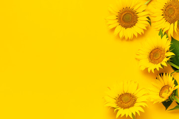 Beautiful fresh sunflowers with leaves on stalk on bright yellow background. Flat lay, top view, copy space. Autumn or summer Concept, harvest time, agriculture. Sunflower natural background