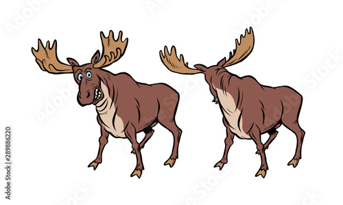 Funny moose with funny reaction