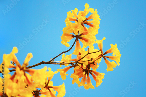 Blossom Dwarf Golden Trumpe flowers with blue sky. Tabebuia chrysotricha flowers photo