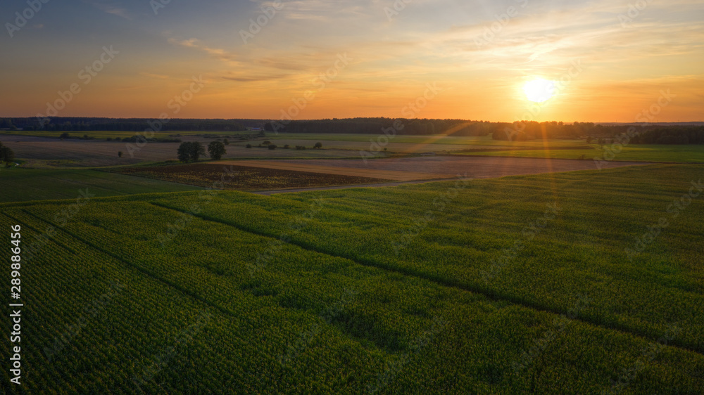 Sun just sets over a corn field. Aerial view. August countryside landscape. Masuria, Poland...