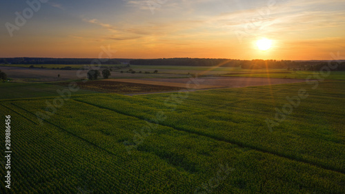 Sun just sets over a corn field. Aerial view. August countryside landscape. Masuria, Poland...