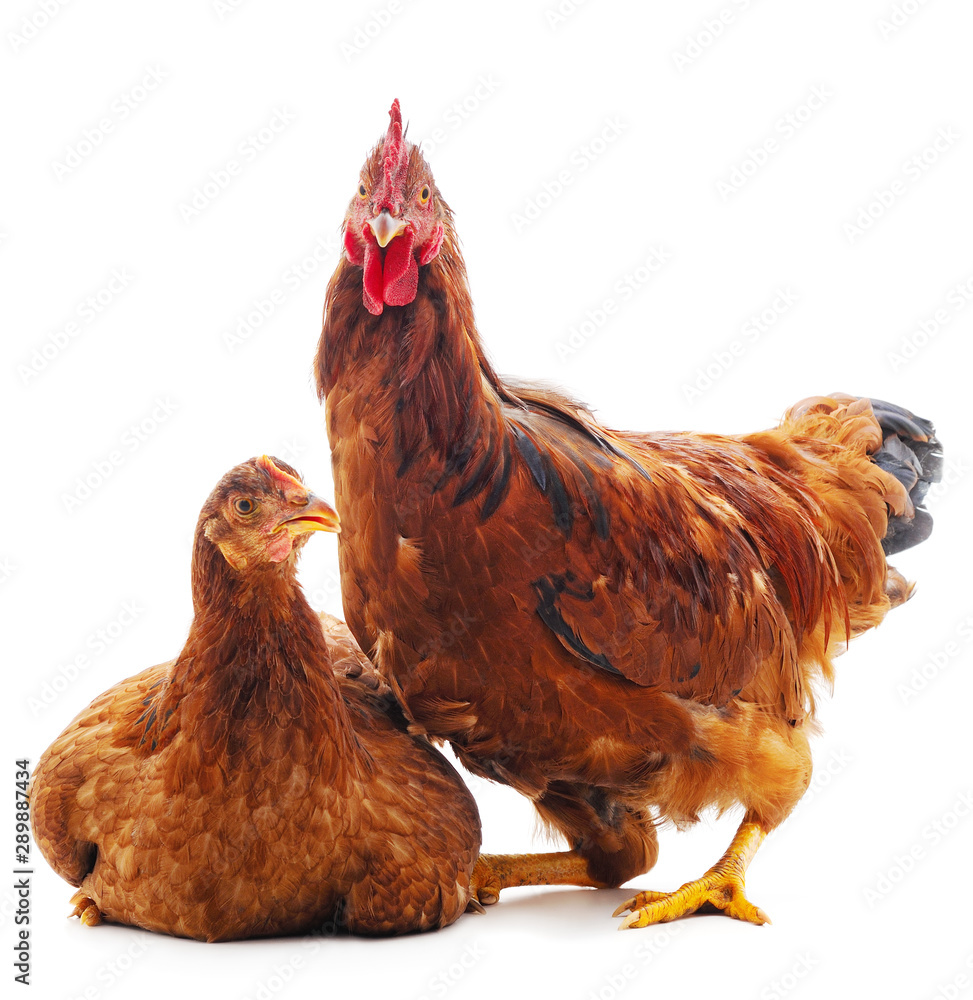 Fototapeta premium Two brown chickens.