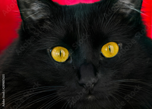 Portrait of a black cat