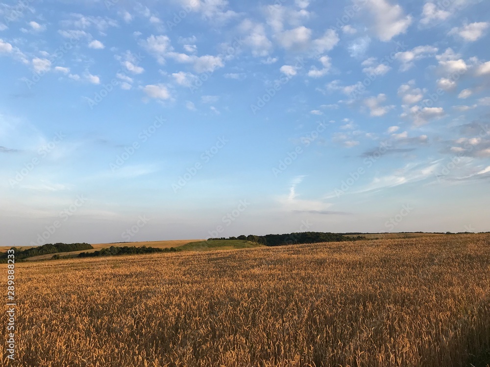 sunset over wheat field