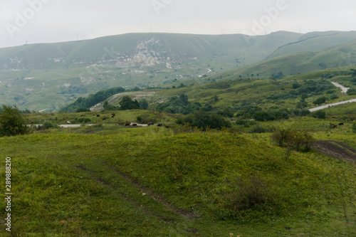 MouGreen lawn grass landscape in the caucasus mountains near kislowodsk, raw original picture