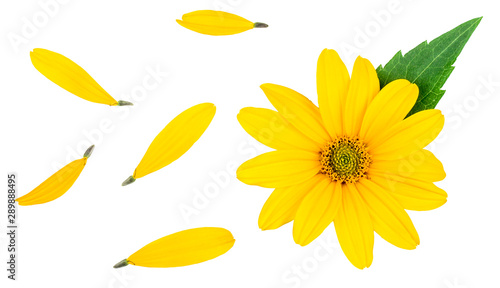 Heliopsis flower isolated on white background