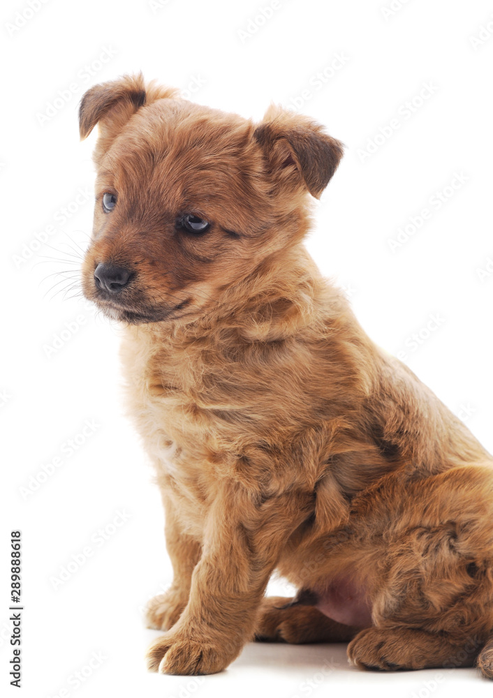 One little dog. One little dog.