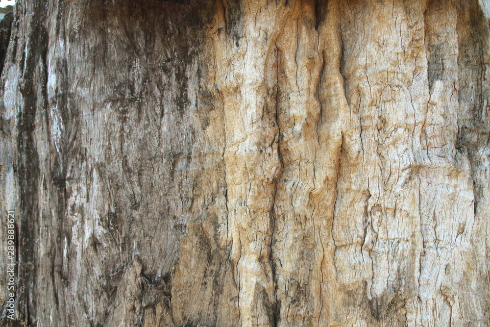 dry tree bark texture background. Detail of oak tree bark. dry tree bark texture background. Detail of oak tree bark.