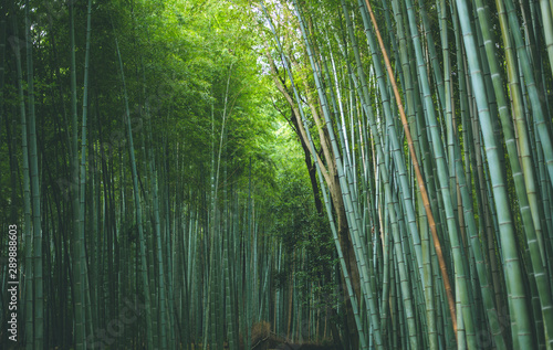 Fototapeta Naklejka Na Ścianę i Meble -  Bambus Wald Arashiyama