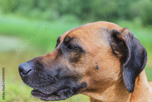 hound dog © Digital Photo