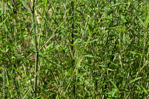bamboo Phyllostachys bissetii, in Japanese garden with pond and blue sky