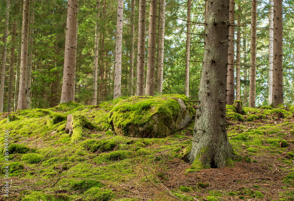 Obraz premium trees in the forest